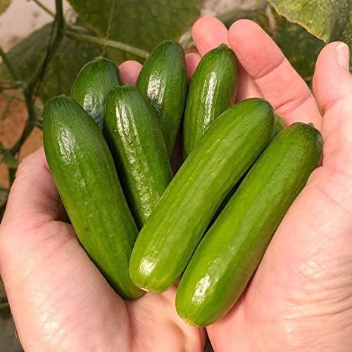 Mini Me Cucumber Seeds for Planting – 10+ Premium Mini Vegetable Garden Seeds – High-Yield Compact Cucumbers for Containers, Raised Beds & Backyard Gardens – Grow Your Own Fresh Food