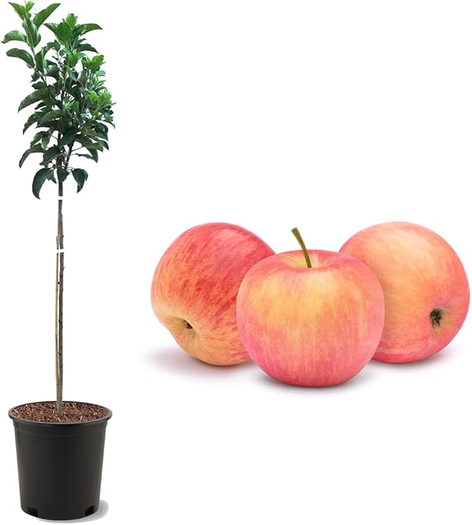 American Plant Exchange Fuji Apple Tree, 5 Gallon Pot, 3-4 ft Tall, Live Outdoor Fruiting Plant, Sweet & Tart Fruit