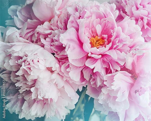 James Mann Double Pink Peony Bare Root 3-5 Eyes - Premium Peony Bulbs for Spring Planting 2024, Live Peonies Plants Ready to Plant - Ideal for Fernleaf Peony Gardens, Peony Trees, and Peony Bushes