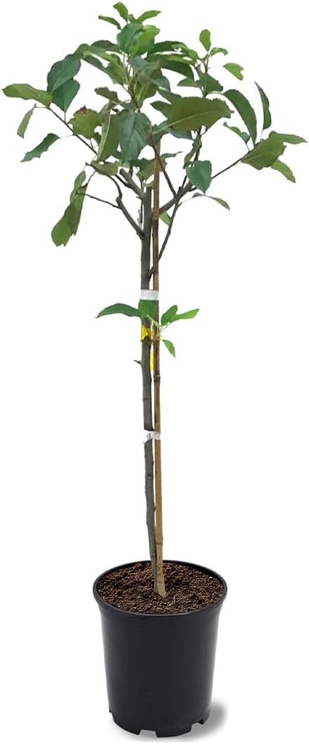 American Plant Exchange Dorsett Apple Tree, 1 Gallon Pot, 2-3 ft Tall, Live Outdoor Fruiting Plant, Sweet, Crisp and Tangy Fruit