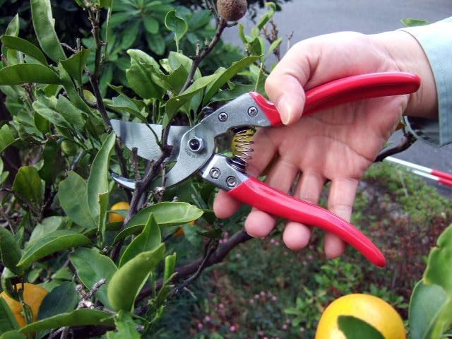 ARS HP-VS9Z Signature Heavy Duty Pruner