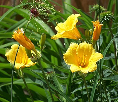 AMERICAN PLANT EXCHANGE Stella De Oro Daylily 1 Gallon Live Plant, 6" Pot, Yellow Blooms