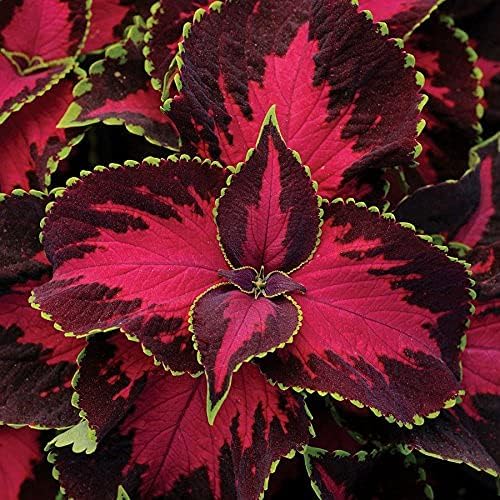 Park Seed Chocolate Covered Cherry Coleus Seeds, Compact and Shade-Tolerant Foliage with Rose and Chocolate Tones, Late Flowering for Low Maintenance, Pack of 10