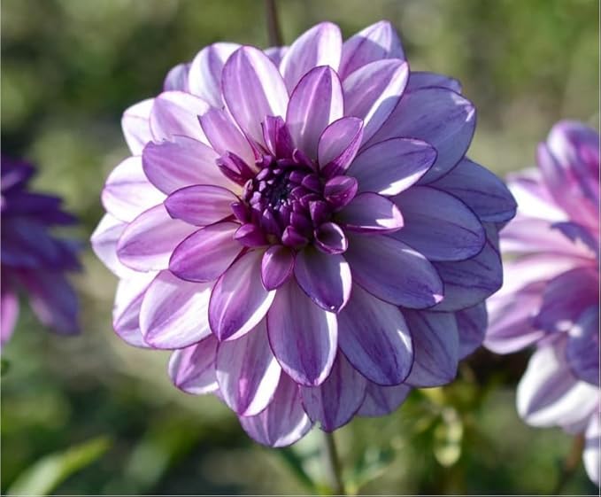 Carpet 400+ Mixed Dahlia Seeds for Planting, Colorful Perennial Heirloom Dahlia pinnata, Long Blooming Cut Flowers for Garden Beds, Borders and Containers