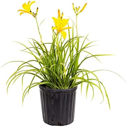AMERICAN PLANT EXCHANGE Stella De Oro Daylily 1 Gallon Live Plant, 6" Pot, Yellow Blooms