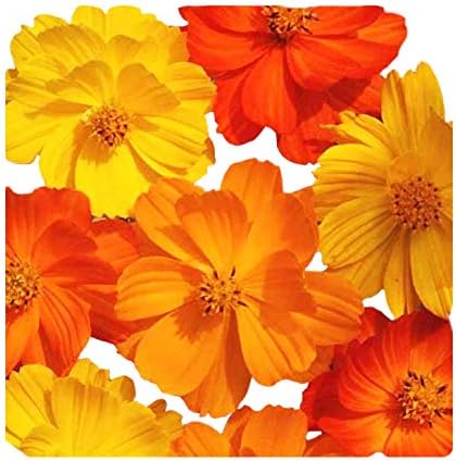 1000 Bright Lights Cosmos Seeds - Long Blooming Period in All Zones - 3' - 5' and up to 7 Feet Tall - Long Blooming Season - Easy to Grow