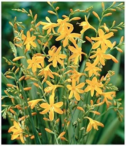 5 Firestarter Crocosmia Blubs - Grows 30-48" Tall.