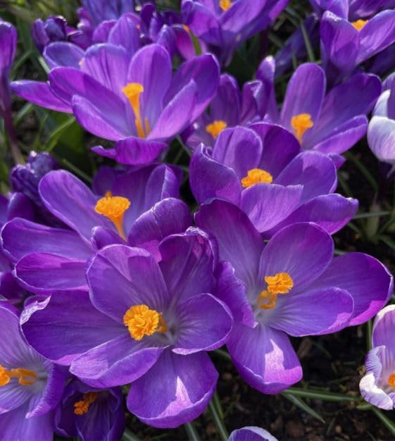Crocus Flower Record Bulbs for Planting - Perennial Garden Flowers (5 Bulbs)