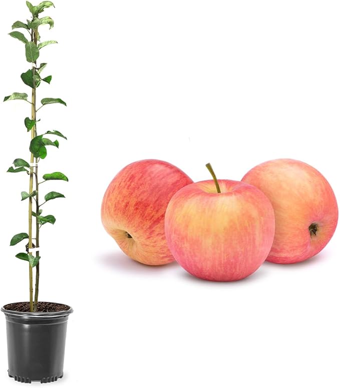 American Plant Exchange Fuji Apple Tree, 1 Gallon Pot, 2-3 ft Tall, Live Outdoor Fruiting Plant, Sweet & Tart Fruit