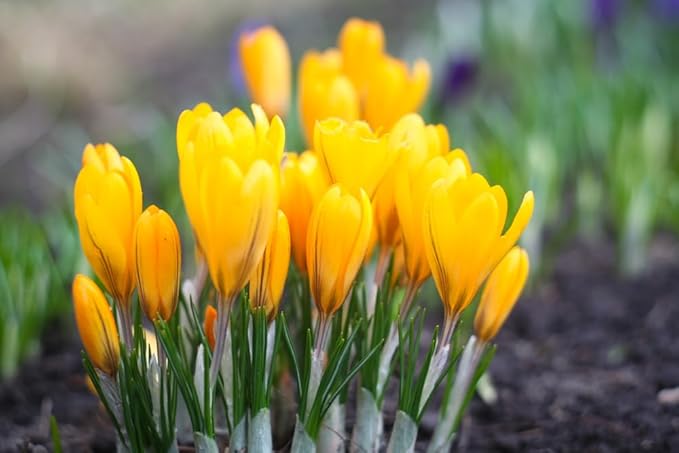 Golden Yellow Crocus Bulbs for Planting - Perennial Garden Flowers (20 Bulbs)