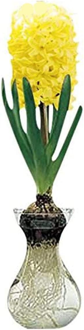 Yellow Queen Hyacinth Bulb and Glass Vase for Forcing