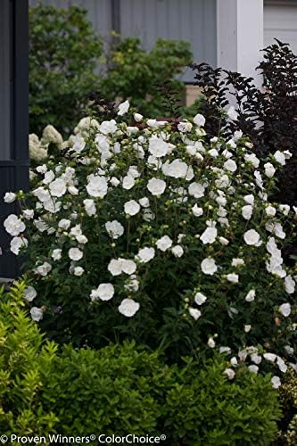 Proven Winners - Hibiscus syriacus White Chiffon (Rose of Sharon) Shrub, White Flowers, 3 - Size Container
