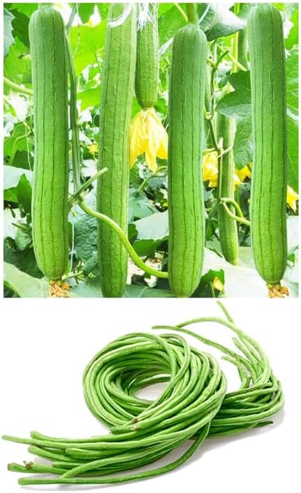 Bundle: Yardlong Pole Bean Seeds + Luffa Gourd Seeds for Planting