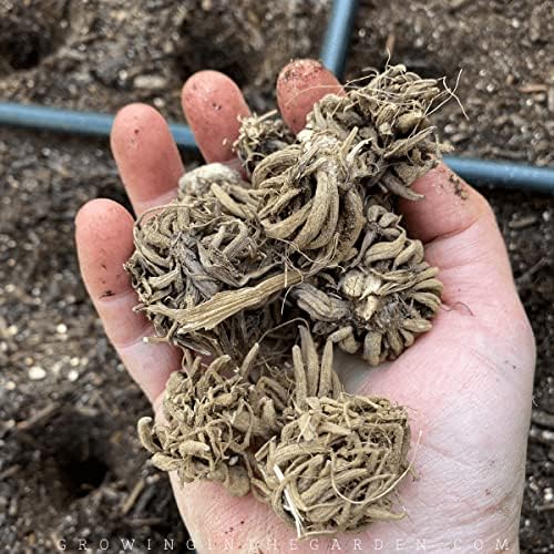 12 Yellow French Peony Ranunculus Corms