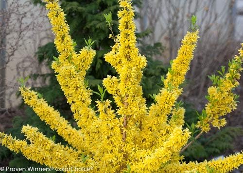 Green Promise Farms FORSYTHIA `Show Off` Shrub, 2-Size Container, Yellow Flowers