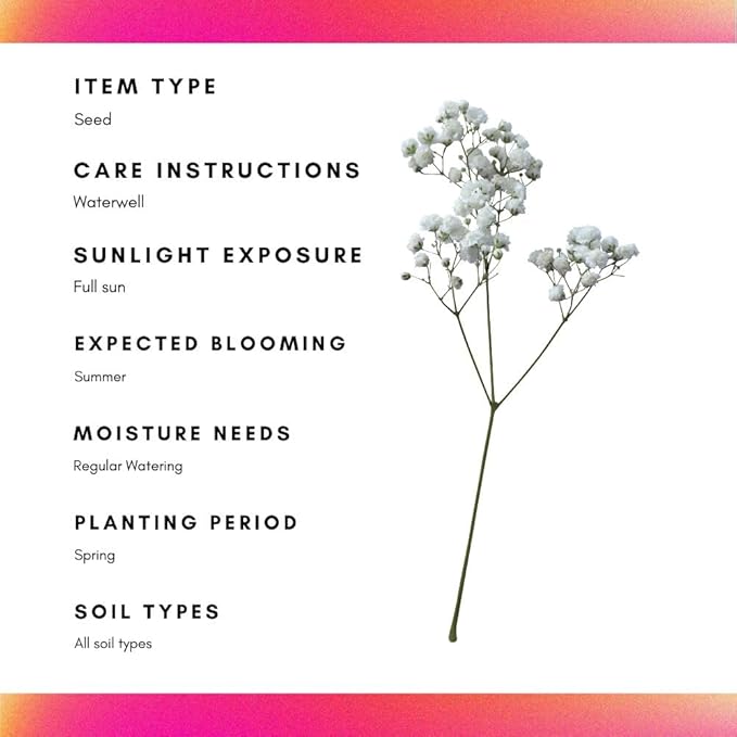 Baby’s Breath Seeds - 2300 Seeds