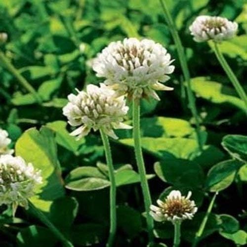 Outsidepride Perennial White Dutch Clover Seed - 10 lbs. Nitrocoated, Inoculated Clover Seeds for Lawn Alternative, Erosion Control, Food Plots, Ground Cover, & Pasture Mixtures in USDA Zones 3-10