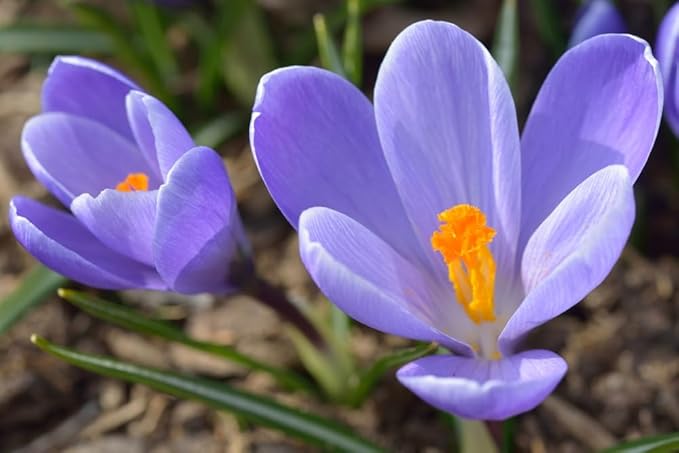 Crocus Flower Record Bulbs for Planting - Perennial Garden Flowers (5 Bulbs)
