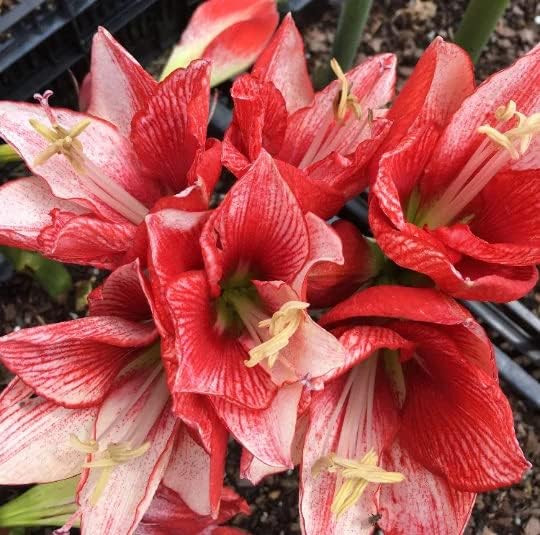 Elegant Charisma Amaryllis Gift Growing Kit. Beautiful Ceramic Pot, Big Charisma Bulb, a Burlap Bag and Growing Medium!!