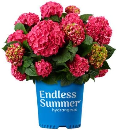 Hydrangea Endless Summer Crush (Bigleaf) Shrub, 2-Size Container, red or Purple Flowers