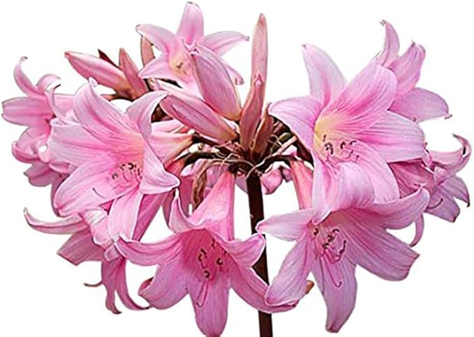 Naked Ladies Amaryllis Belladonna Bulbs – 3 Bulbs for Planting, 16–24" Tall – Elegant Indoor & Outdoor Plant – Ideal for Seasonal Decor – Low-Maintenance Amaryllis Bulbs (Not in Wax)