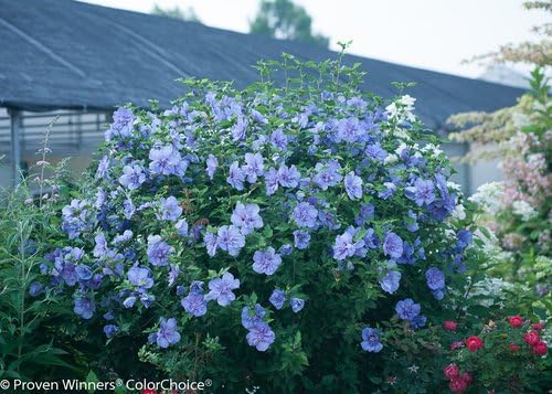 Green Promise Farms Hibiscus syr. `Blue Chiffon` (Rose of Sharon) Shrub, 3 Size Container