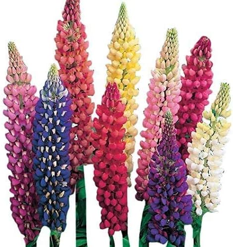 Russell Lupine Flower Seeds - 200+ Seeds - Easy to Grow Wildflower