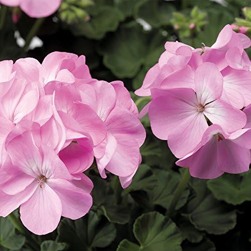 Park Seed Geranium Flowering Plant Seeds, Pinto Premium Lavender Variety with Fragrant 5–6 Inch Bloom Heads, Compact and Heat-Resistant, Pack of 10