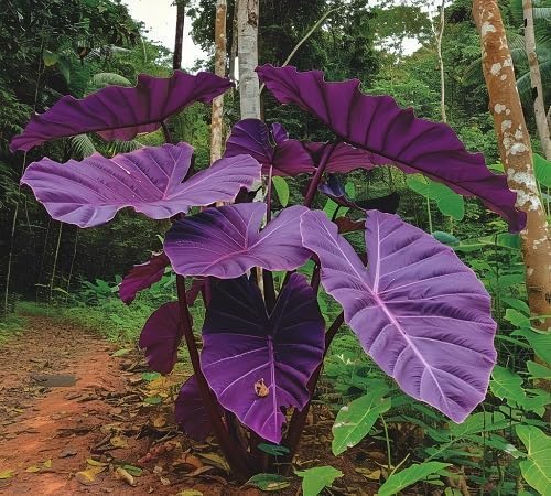 30pcs Purple Colocasia Seeds – Rare Elephant Ear Plant for Planting, Bold Tropical Foliage, Easy to Grow Indoors or Outdoors, Decorative Garden Plant for Pots, Borders & Landscapes