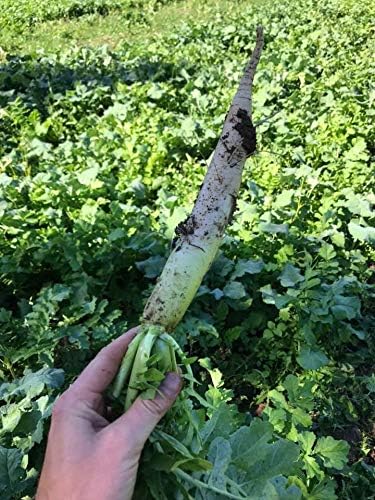 Hale Habitat & Seed Daikon Radish Food Plot Seed, 5 lbs