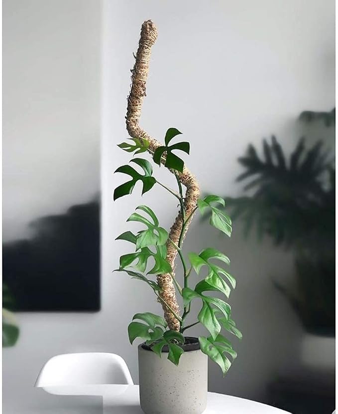 Mossify Bendable Moss Pole 16'' Monstera Plant Support for Climbing Indoor Plants - 100% Sustainably Farmed Moss Pole for Plants Indoor Growth - Flexible Handmade Sphagnum Plant Poles Support