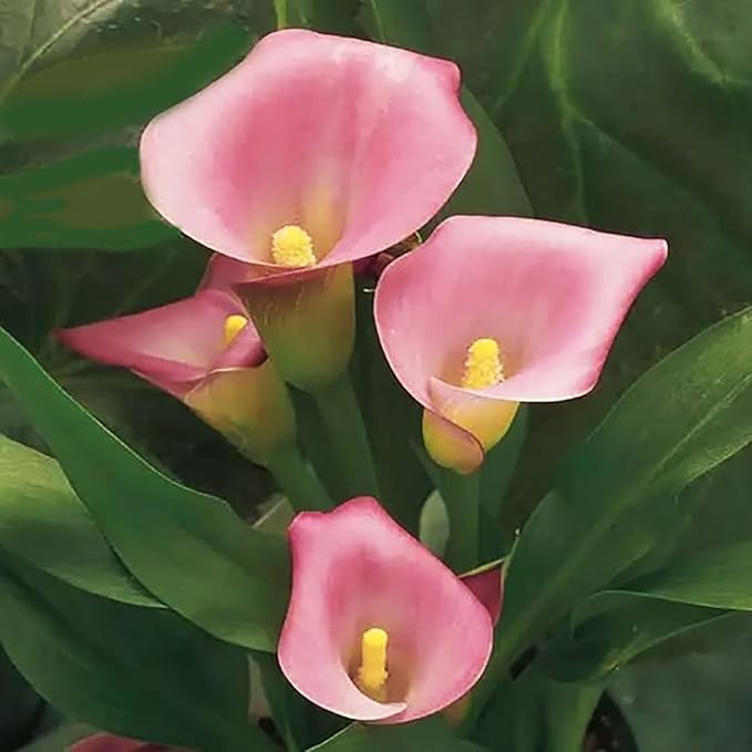 Rehmanni Pink Calla Lily