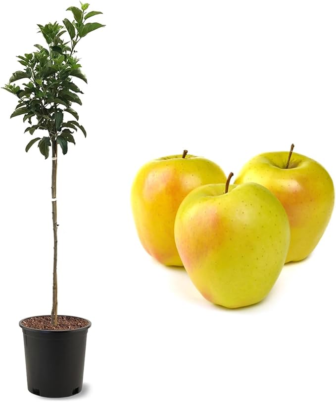 American Plant Exchange Dorsett Apple Tree, 5 Gallon Pot, 3-4 ft Tall, Live Outdoor Fruiting Plant, Sweet, Crisp and Tangy Fruit