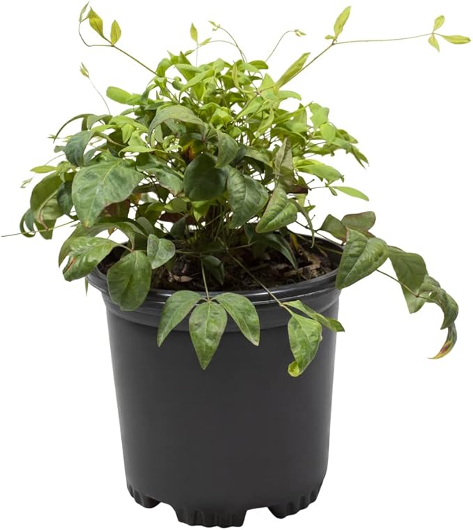 Nandina Domestica Heavenly Bamboo Plant Live, Nandina Plant Outdoor Plants Live Flowering Shrubs, Indoor Plants Live Houseplants, Live Plants Outdoor Garden Edging Colorful Shrubs by Plants for Pets