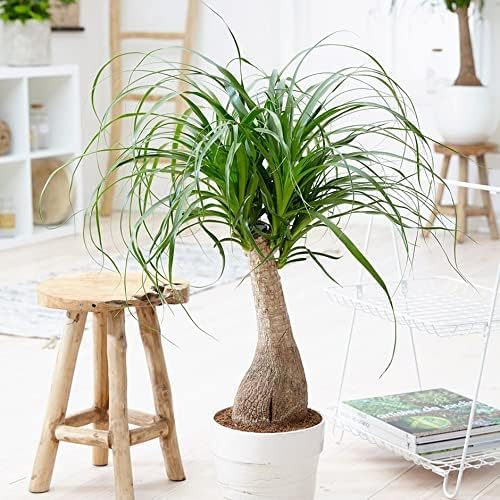 Gardenera Premium Nolina Plant Potting Mix - Crafted for Robust Growth and Distinctive Form - 1 Quart