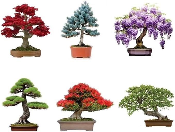 6 Types of Bonsai Tree Seeds for Planting - Pick from 3 Kits or Get Them All (Kit One - 6 Types)