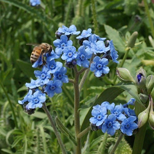 Outsidepride Cynoglossum Blue Chinese Forget Me Not Seeds - 1 Lb. Self-Sowing Annual Flower Seeds for Planting Dense Blue Blooms & Upright Growth Habit for Borders, Pollinator & Cottage Gardens