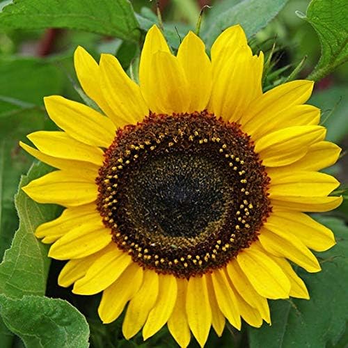 UtopiaSeeds Domino Sunflower Seeds - Easy to Grow - 4-5' Tall - Attracts Butterflies and Hummingbirds