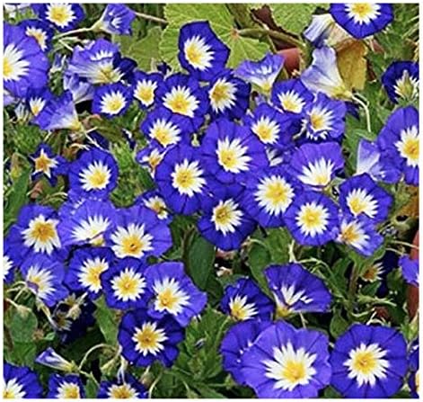 All Blue Flowers Mixed