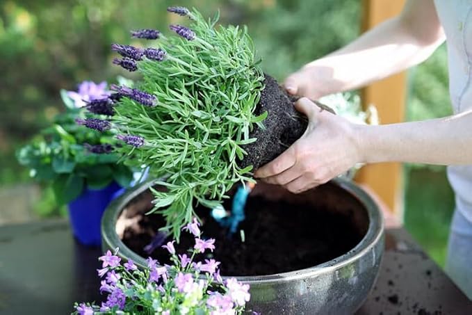 Gardenera Lavender Planting Mix - Promote Healthy Root Development and Aromatic Flowers - 4 QUARTS