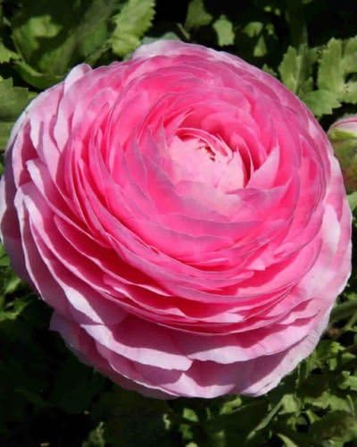 (25) Real Pink Ranunculus Bulbs, Lovely Potted Plants Flower Bulbs,Perennial Bonsai Bulbous Root Garden Plant