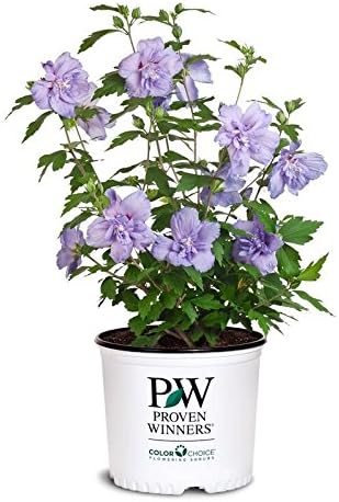 Green Promise Farms Hibiscus syr. `Blue Chiffon` (Rose of Sharon) Shrub, 3 Size Container