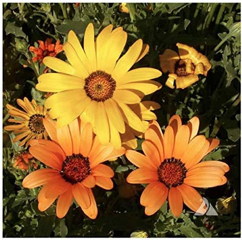 1500 African Field Daisy Seeds - Dimorphotheca Sinuata