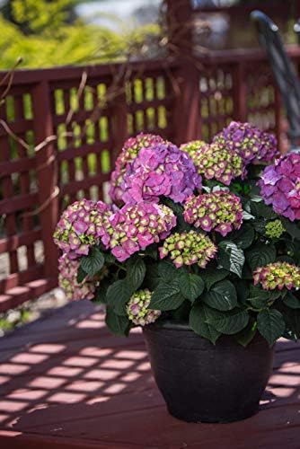 Hydrangea Endless Summer Crush (Bigleaf) Shrub, 2-Size Container, red or Purple Flowers