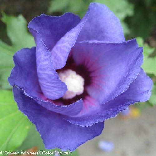 Proven Winners - Hibiscus syriacus Azurri Blue Satin (Rose of Sharon) Shrub, blue w/ red flowers, #3 - Size Container