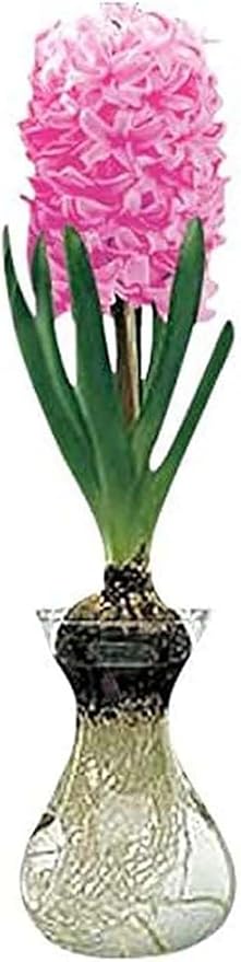 Pink Fondant Hyacinth Bulb and Glass Vase for Forcing