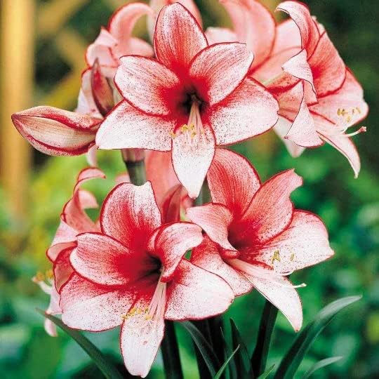 Elegant Charisma Amaryllis Gift Growing Kit. Beautiful Ceramic Pot, Big Charisma Bulb, a Burlap Bag and Growing Medium!!