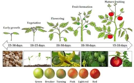 Organic Growing Fertilizer 1 Gal, CDFA Organic Registered. Plant Care Fertilizer for Vegetable Gardens Like Tomato, Cucumber, Squash, Beans and All Other Plants