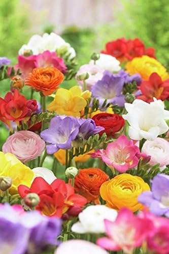 Votaniki Grand Freesia & Ranunculus Flower Bulbs - Set of 22 Ranunculus & Freesia Flower Bulb Mix
