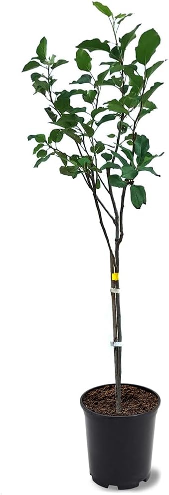 American Plant Exchange Anna Apple Tree, 1 Gallon Pot, 1-2 ft Tall, Live Outdoor Fruiting Plant, Honey Tart Fruit